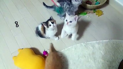 Кошачье детство.  Четыре веселых котенка.