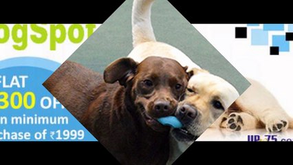 Dog Daycare Oceanside