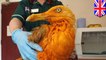 Orange seagull: scavenger bird in UK falls into vat of chicken tikka masala - TomoNews