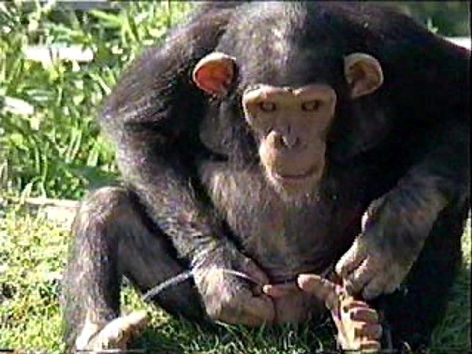 Monkey-piss