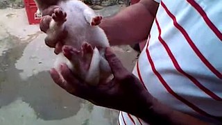 Fenomeno Perro con 22 dedos en Vista Al Sol Venezuela (Ciudad Guayana)