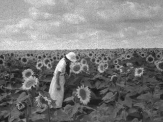 Sight From Life - The Flower For You