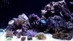 Oceanic Biocube 29 HQI Reef Tank - 9 weeks
