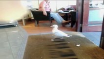 Shoplifting Seagull/ Наглая чайка