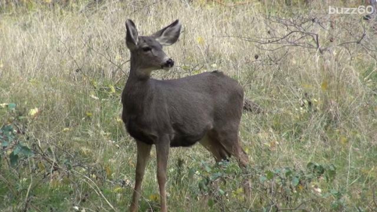 Deer Pinning Woman Inside Her House