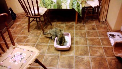 Почему кошки откликаются на КИС-КИС