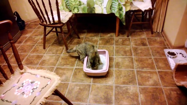 Почему кошки откликаются на КИС-КИС