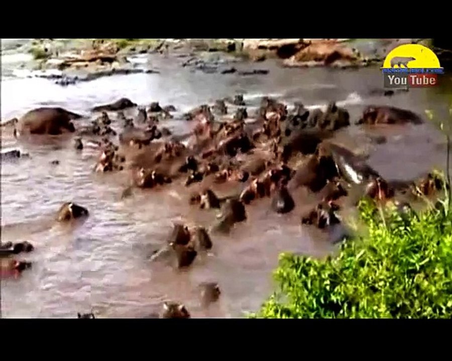 Biggest Wild Animal Fights To Death