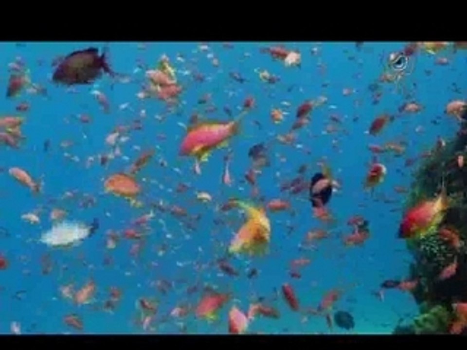 Benfish