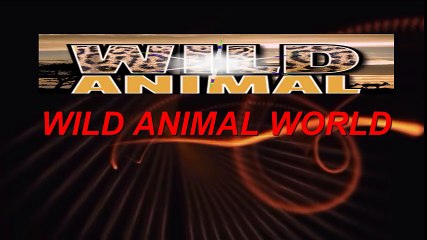 Elephant's Kill Buffalo Real Fight - Wild Animal Fights