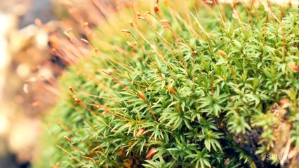 КАК СДЕЛАТЬ ВЕЧНЫЙ ТЕРРАРИУМ!