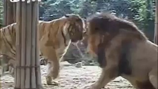 Lion vs Tiger Real Fight,Wild Animal Fight (Amazing Video)