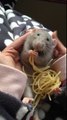 Cute Rat Eating Spaghetti