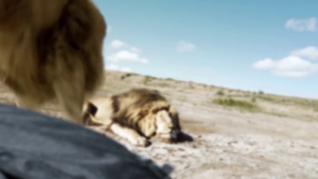 Attaque d'un lion pendant une pose de chasseurs dans la savane