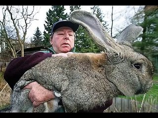 Los Animales Mas grandes Jamas grabados