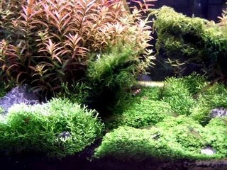 aquarium de 30 litres