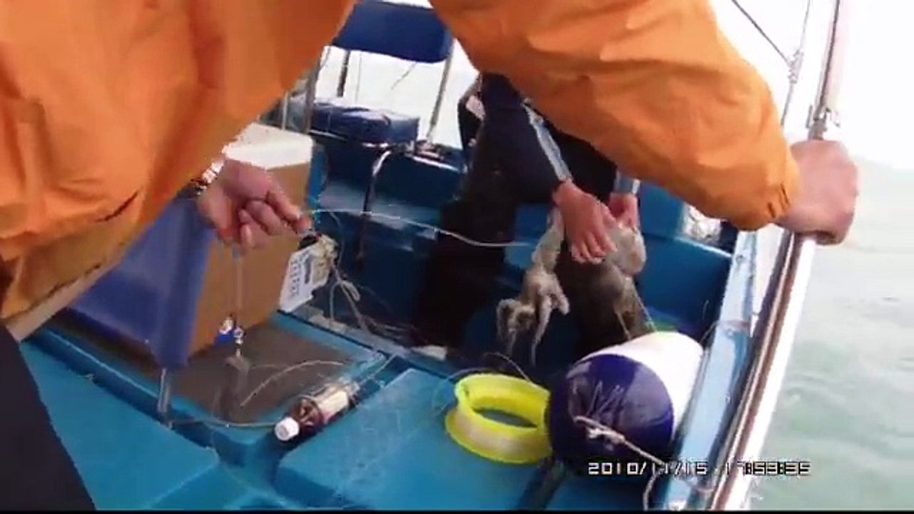 15-11-10起8斤青班