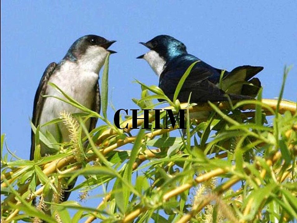 Chim én - pps