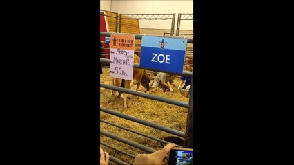 Houston Livestock Show & Rodeo - Cow giving birth