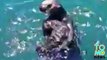 anak berang-berang laut dipertemukan dengan ibunya - Tomonews