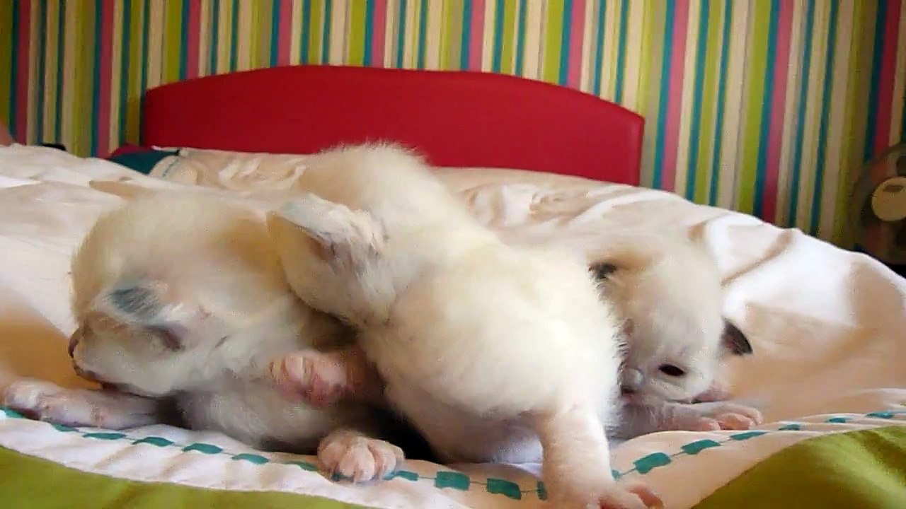 Coco's Kittens : : 29/8/11 : : ( 2 weeks old )