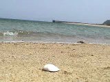 Seaside resort of early summer(岩国市由宇町の海辺)