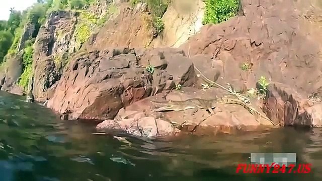 Biggest wild animal fights | CRAZIEST Animals Attack Caught Animal fights to the dea