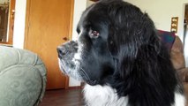 Sunbeams and a Newfoundland Dog