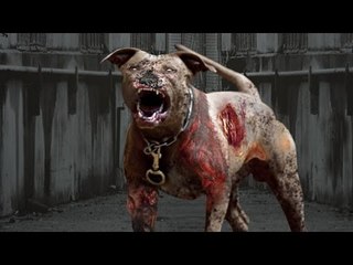Những Loài Chó Hiếu Chiến Và Hung Dữ Nhất Thế Giới - Top 5 Dangerous Dogs In The World 2016