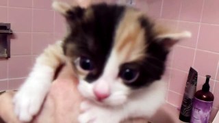 Klassy Litter of Four Japanese Bobtail Kittens - Born 3/28/16