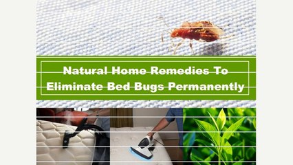 Natural Remedies to Eliminate Bed Bugs Permanently