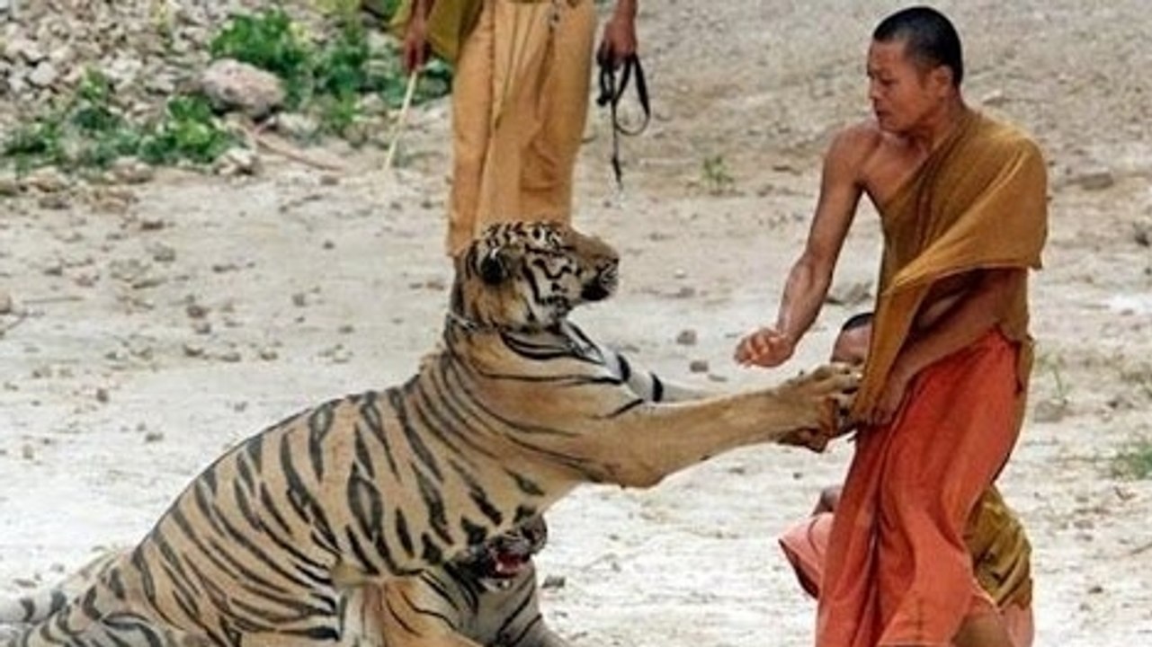 Unbelievable animal attacks on men 2016 june compilation