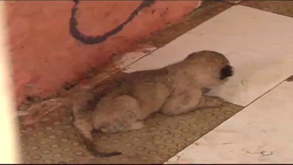 Lioness gives 3 cubs In Multan but What happened with one cub?
