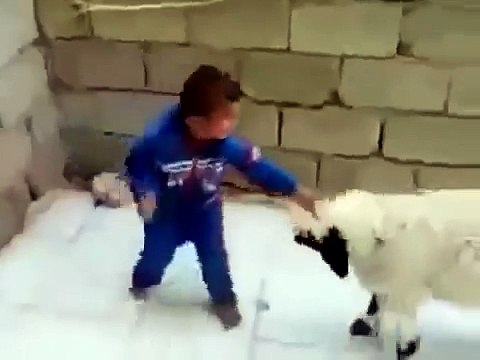 Sevimli Çocuk ve Çılgın Kuzu Kavgası