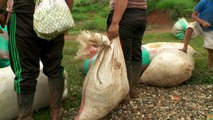 FARC y gobierno acuerdan plan piloto contra cultivos ilegales