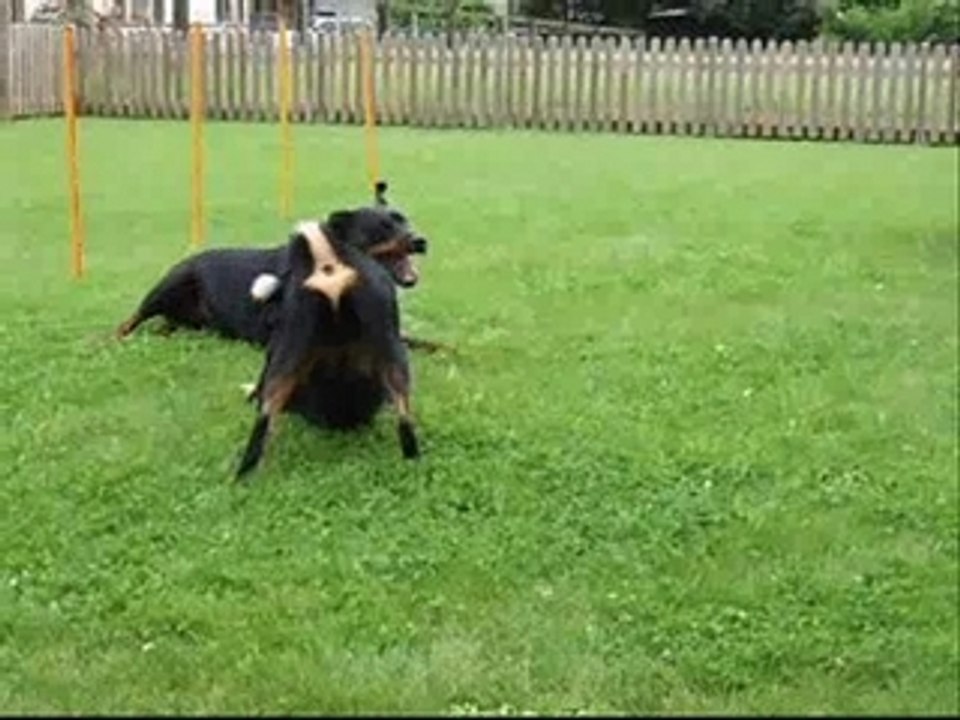 Arko et laïka