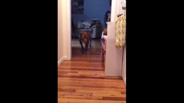 Ce pitbull marche sur la pointe des pieds ! Il a peur des chats.