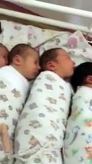 Little infants kiss in the planet of reviews while bulls watch