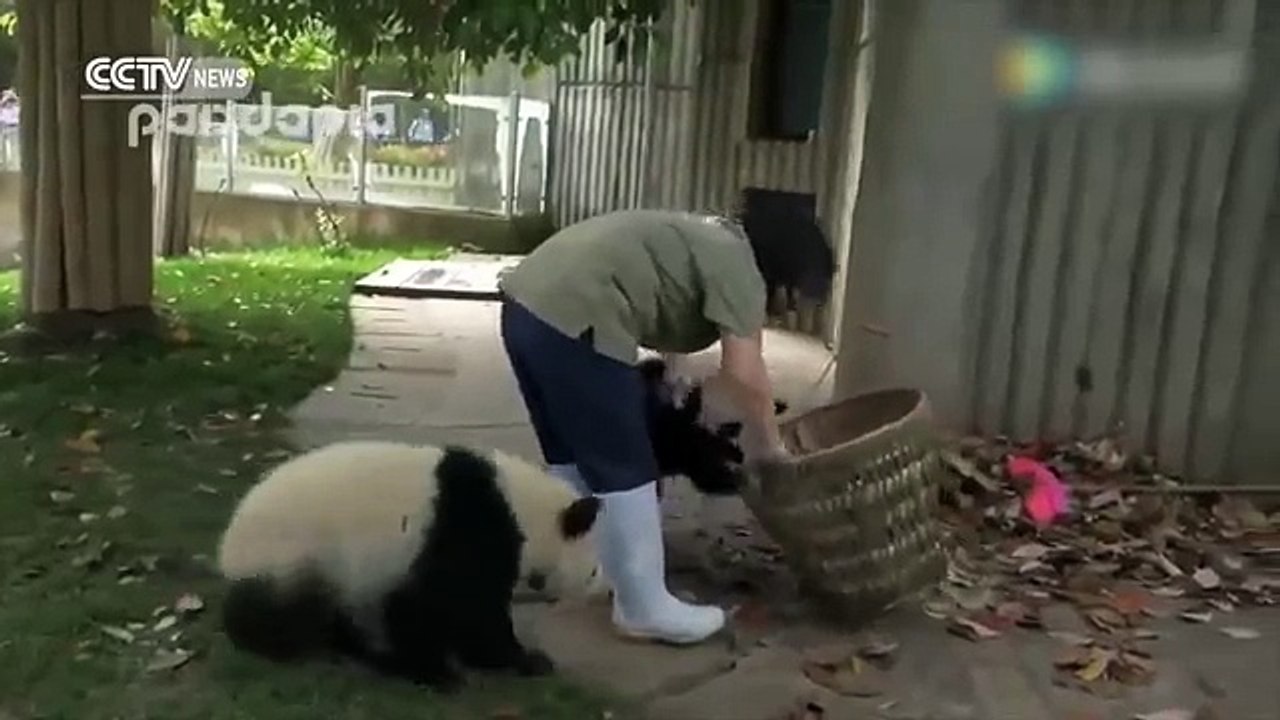 Adorable : quand des pandas jouent avec des feuilles mortes
