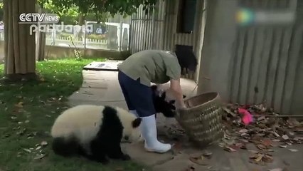 Adorable : quand des pandas jouent avec des feuilles mortes