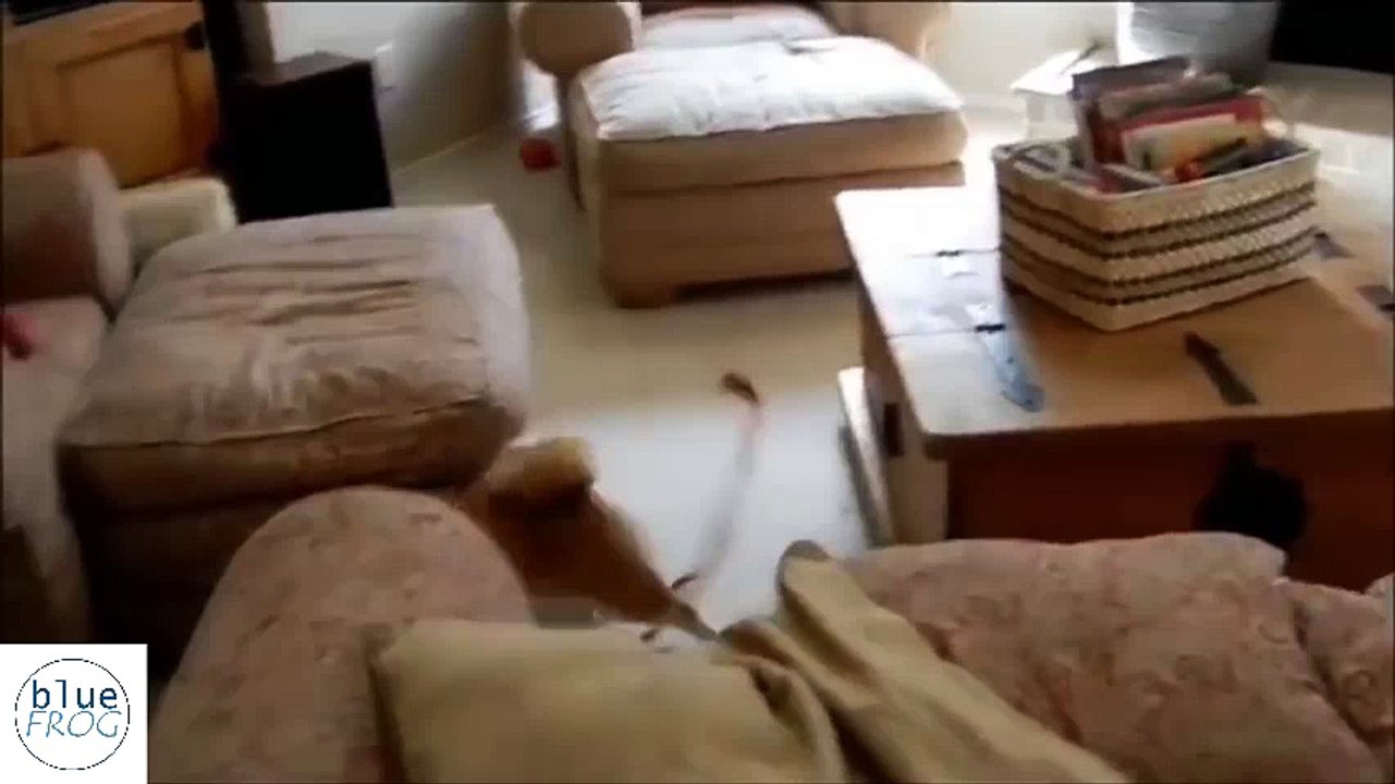 Funniest Shiba Inu Compilation