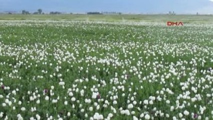 Afyonkarahisar Haşhaş Çiçekleri Afyon Ovası'na Gelinlik Giydirdi