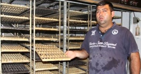 Türkiye'nin Tek Bıldırcın Üretim Çiftliğine Terör Darbesi