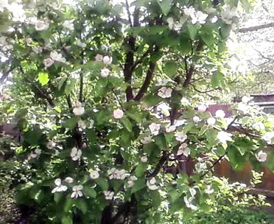 Flori de gutui