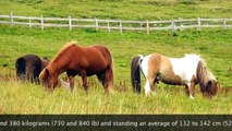E2 Icelandic Horses Die Schönheit der Islandpferde Isländer in den Bergen Film