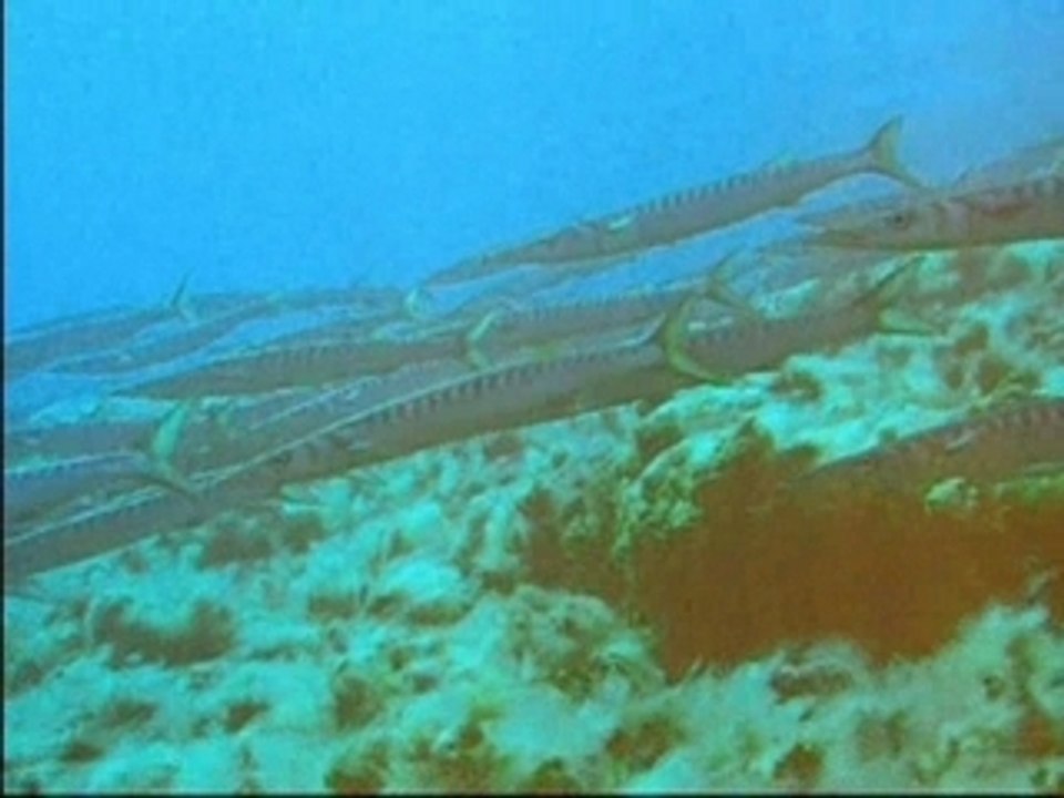 Ustica