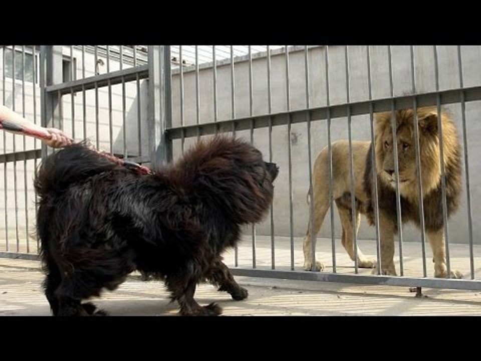 Top 10 Loài Chó Đắt Giá Nhất Thế Giới - Top 10 Most Expensive Dog breed in the World