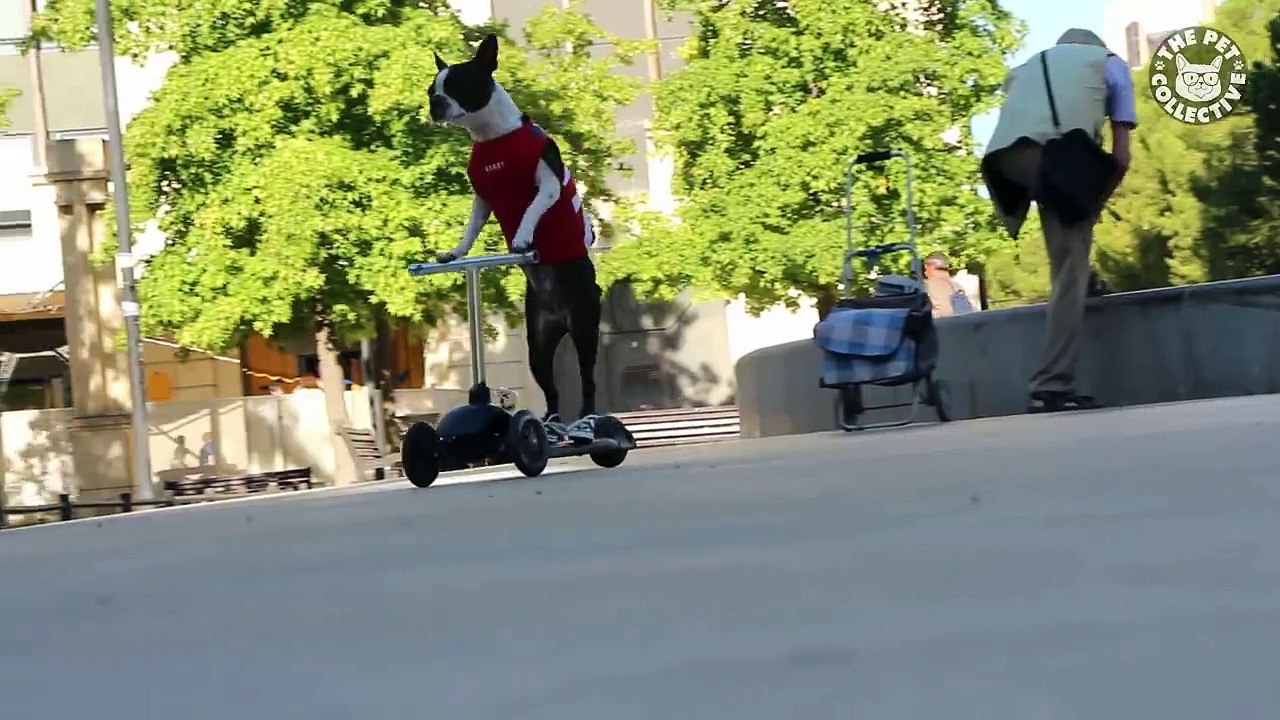 un chien avec une nouvelle trottinette  hahahahahaha