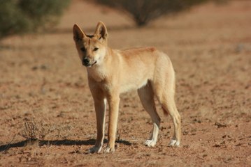 10 Cute, Beautiful but Surprisingly Dangerous Animals
