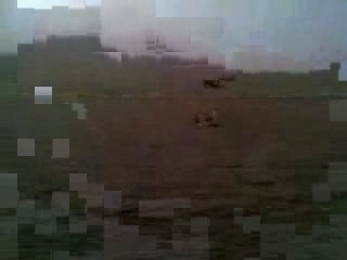 comment attraper un vautour